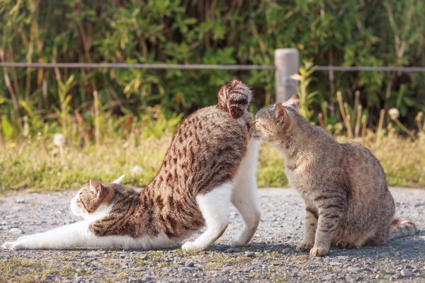 Мартовские котики