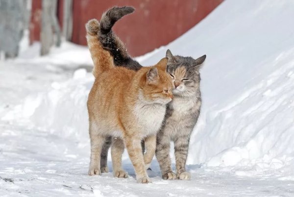 Котенок медитирует