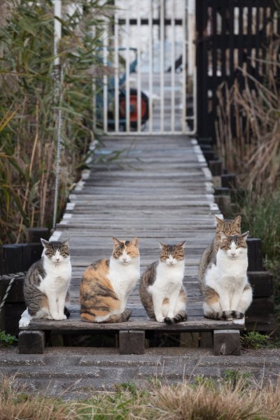 Кот и подснежники