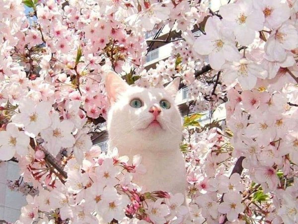 Скелеты котов на деревьях