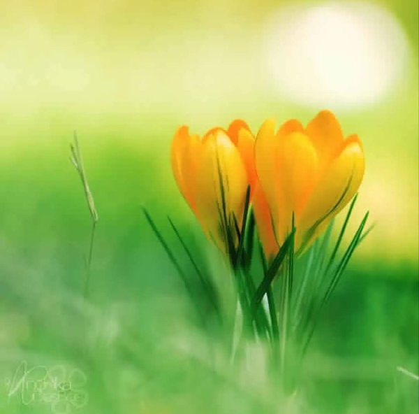 Аватар Весна природа