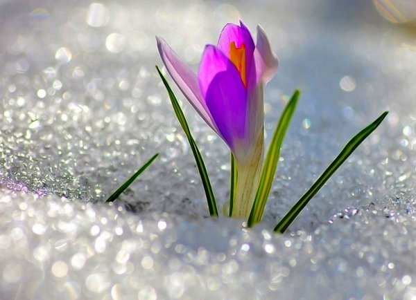 С наступлением весны