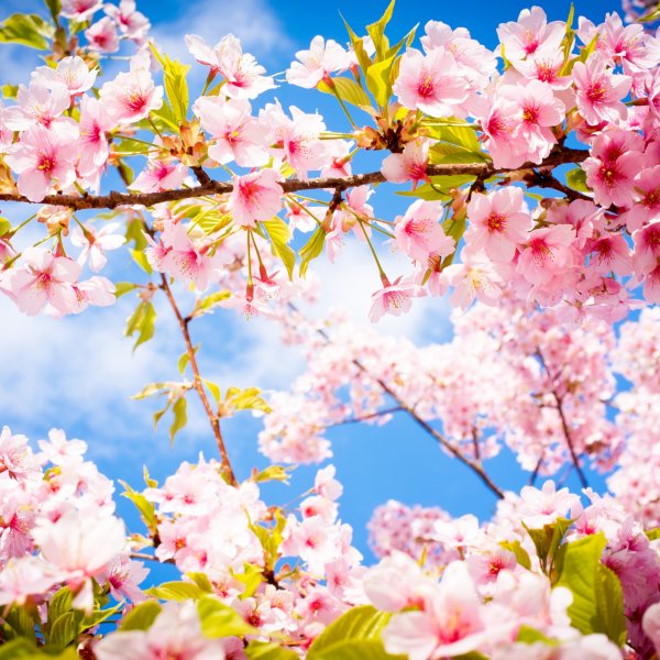 Shiny Spring nature