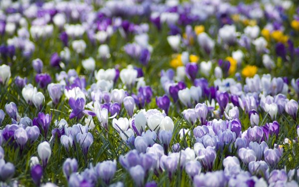 Лавандовый Крокус – Lavender Crocus