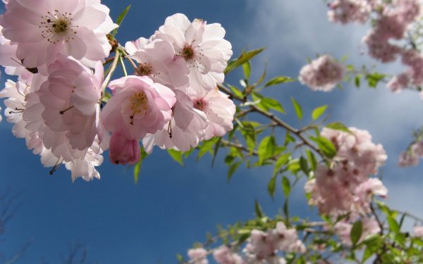 Красивая Весна