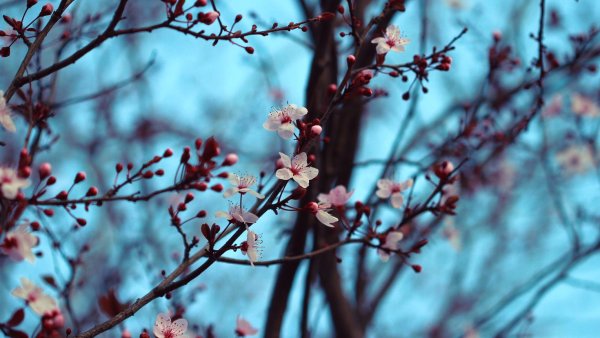 Ветка дерева