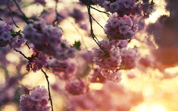 Весна Эстетика