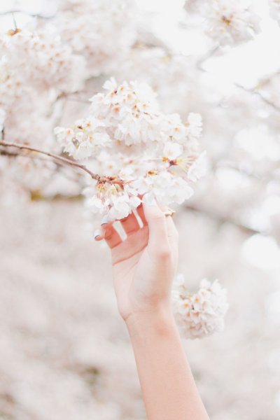 Нежные цветы в руках