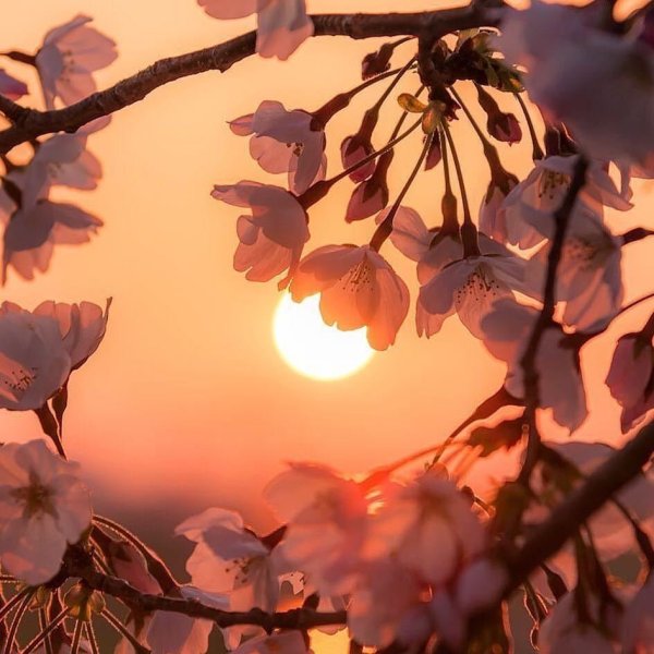 Весенняя Эстетика