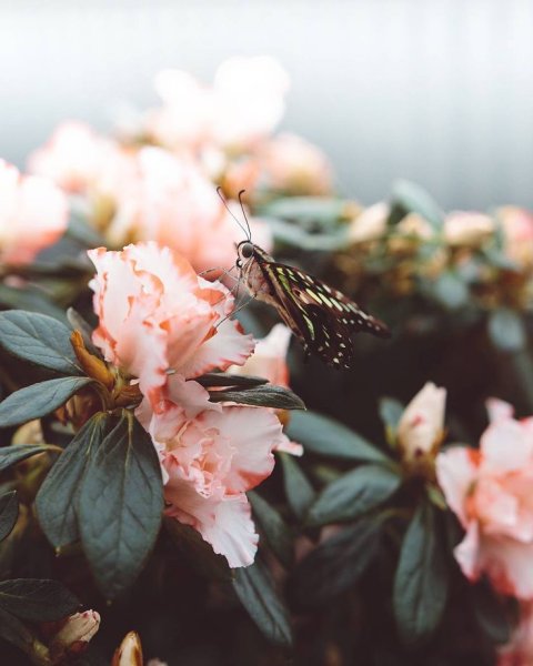 Весна Эстетика розовый