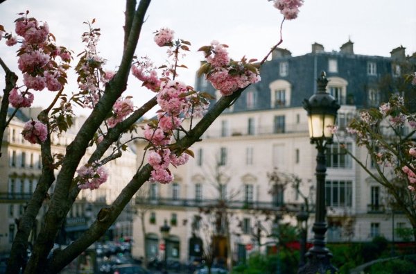 Джинсы тюльпаны