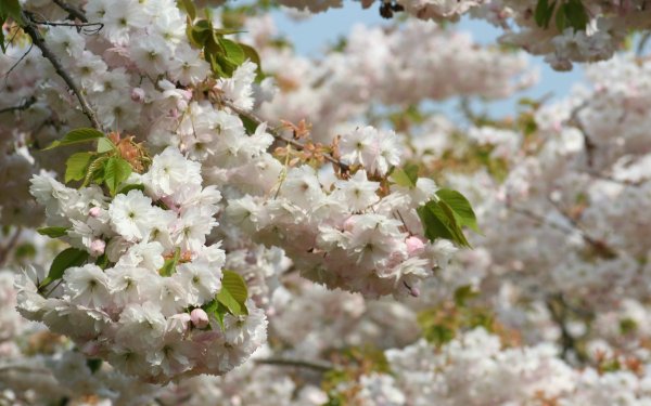 Белая Сакура дерево