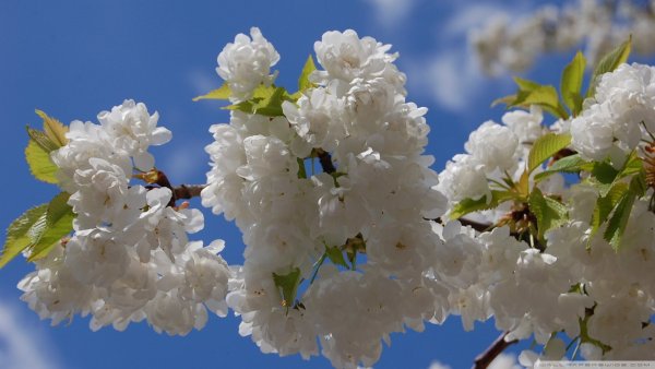 Ветка Цветущая