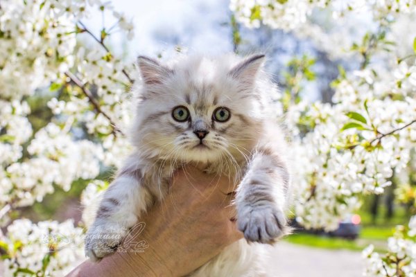 Котенок и Весна