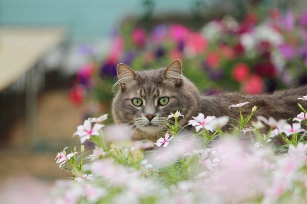 Кошки и цветы