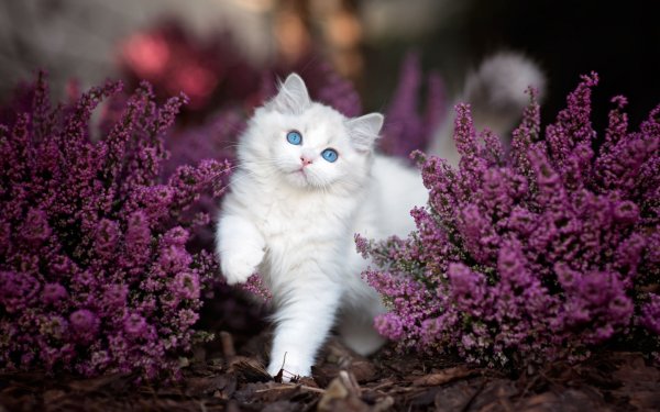 Кот в цветах