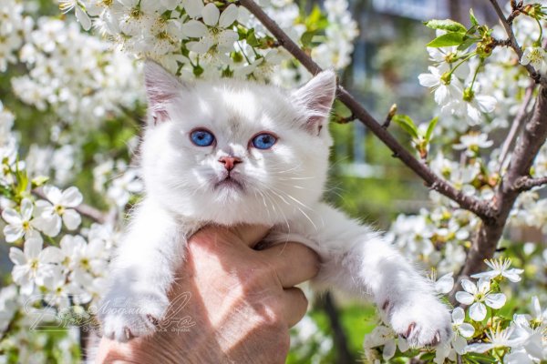 Котята весной