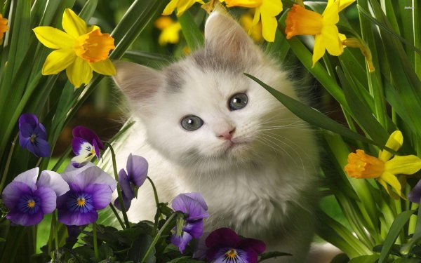 Котёнок с цветком