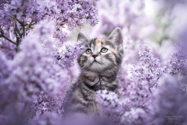 Кот и сирень