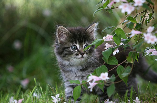 Весенние котятки