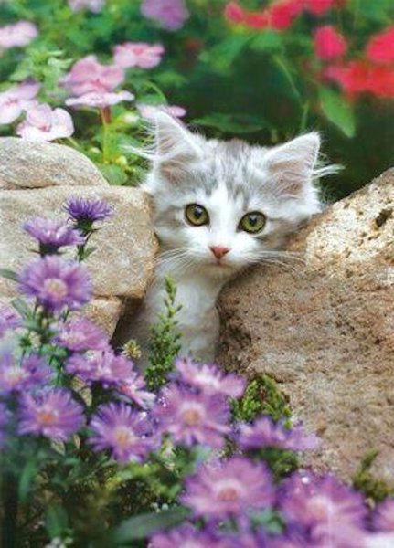 Котенок с цветочком