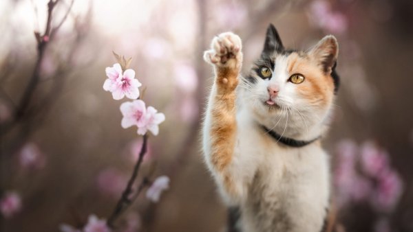 Весна и котики