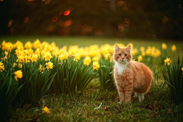 Рыжий кот в цветах