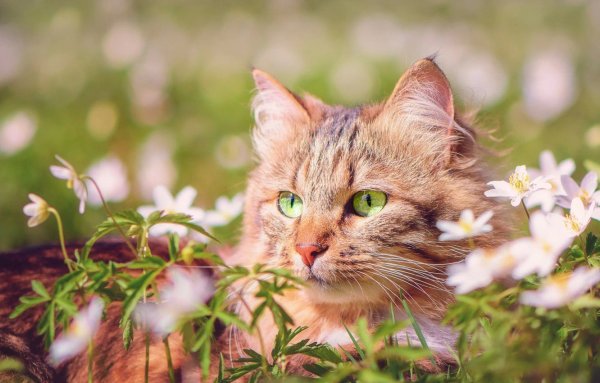 Кошка Весна