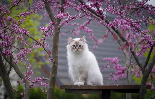 Весна коты