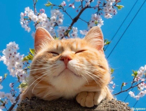Котенок в цветах