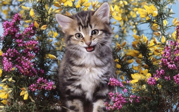 Котик с яркими цветами