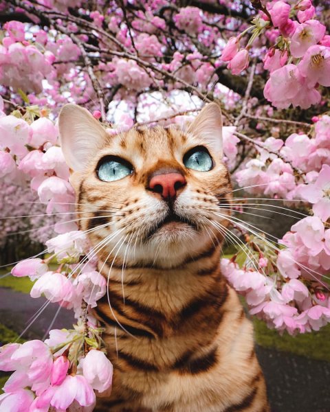Котенок в цветах