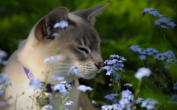 Кошки весной