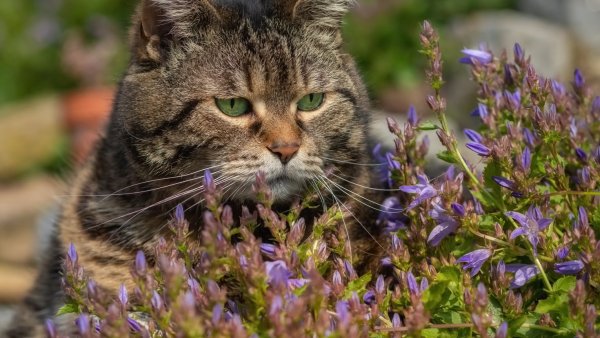 Коты в весенних цветах