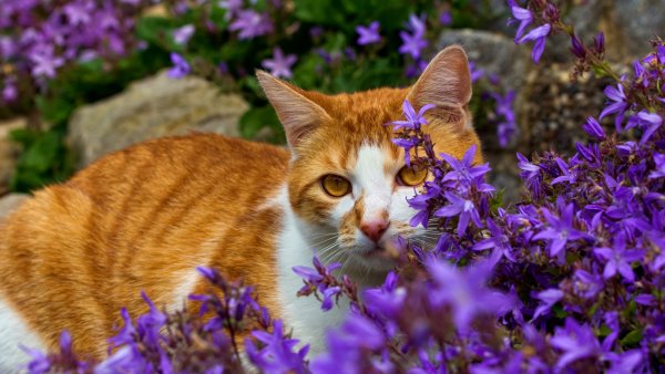 Котики весной