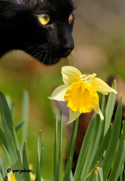 Кот и Мимоза