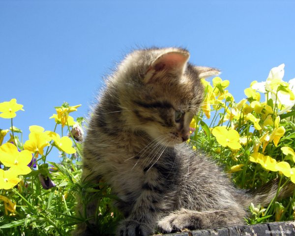 Котик нюхает цветы