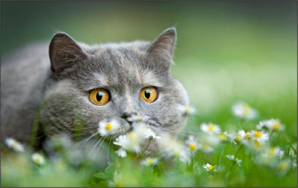 Лето природа животные