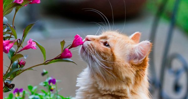 Кот и Ландыши