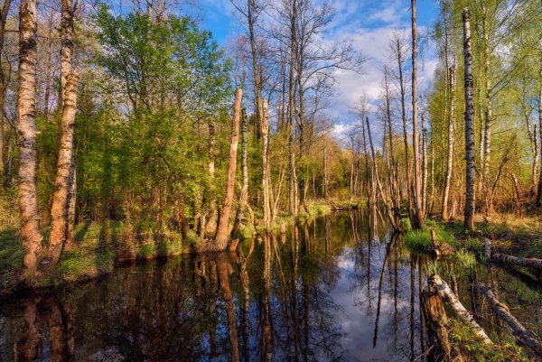 Осипович - Лесная речка