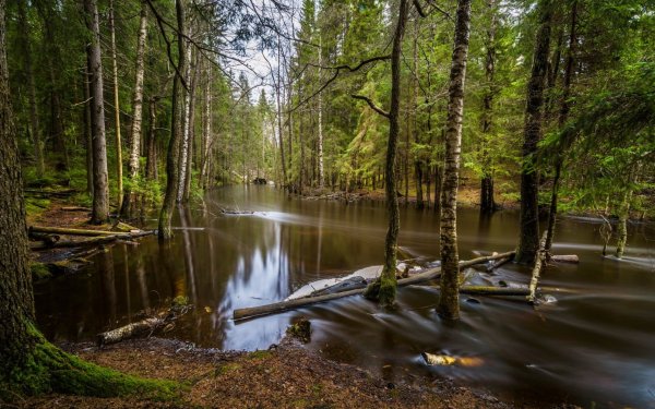Беловежская пуща река Лесная
