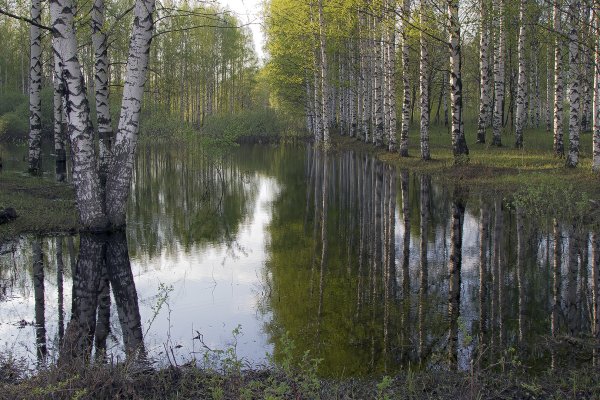 Березовая роща у пруда