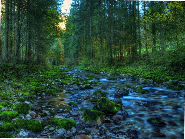 Лесные ручьи Поляны России