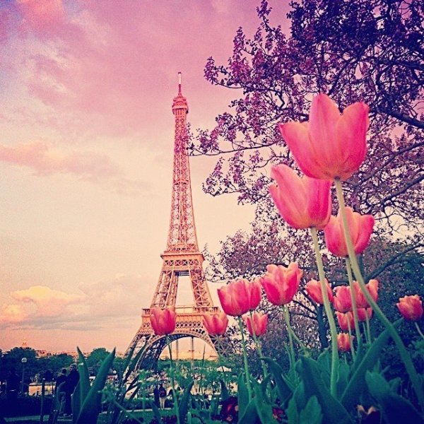 Париж Весна розовые цветы