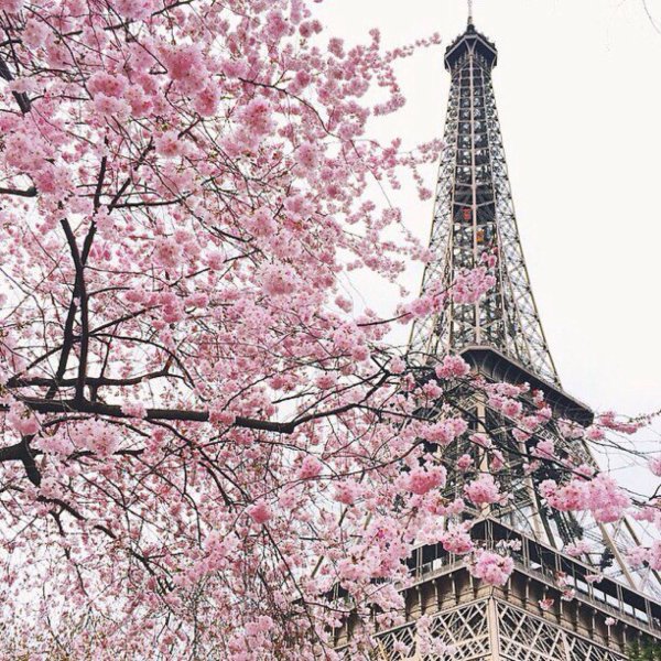 Париж эльфивая башня цветы