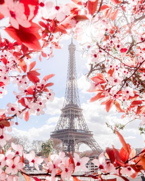Цветущая Сакура в Париже
