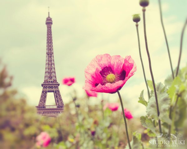 Эйфелева башня и цветы