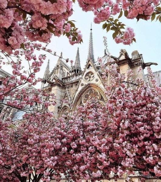 Розовый Париж