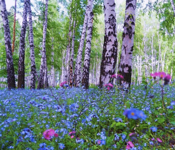 Рододендрон Даурский багульник