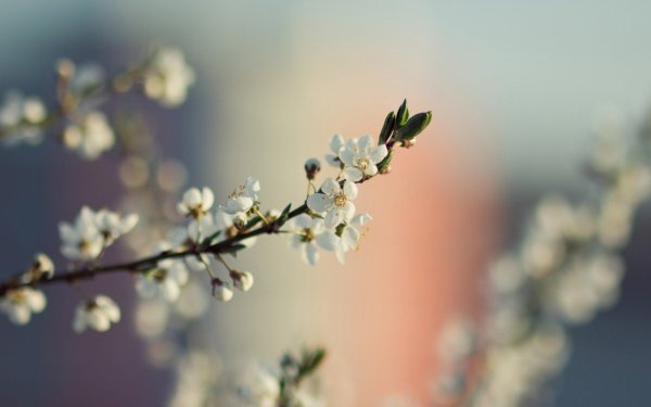 Весна природа стильно